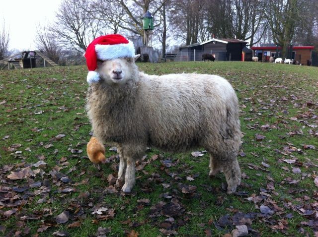 Kerstfeest in De Morgenster