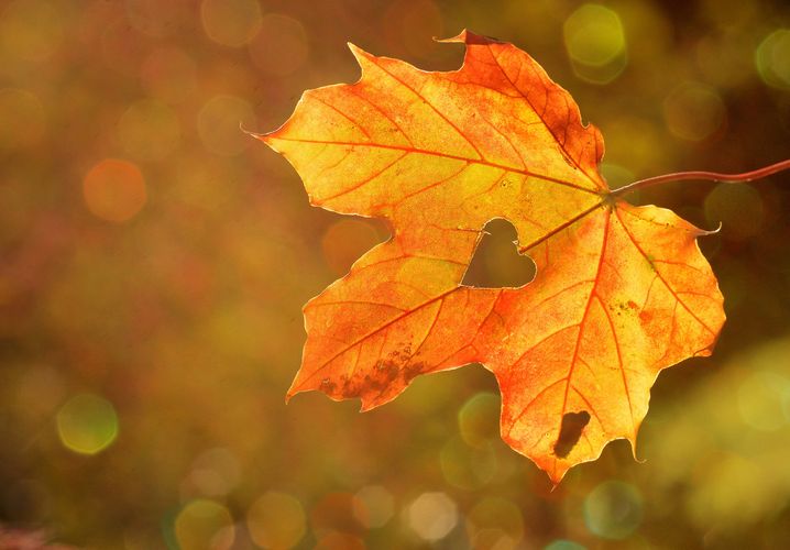Afbeeldingen van de herfst