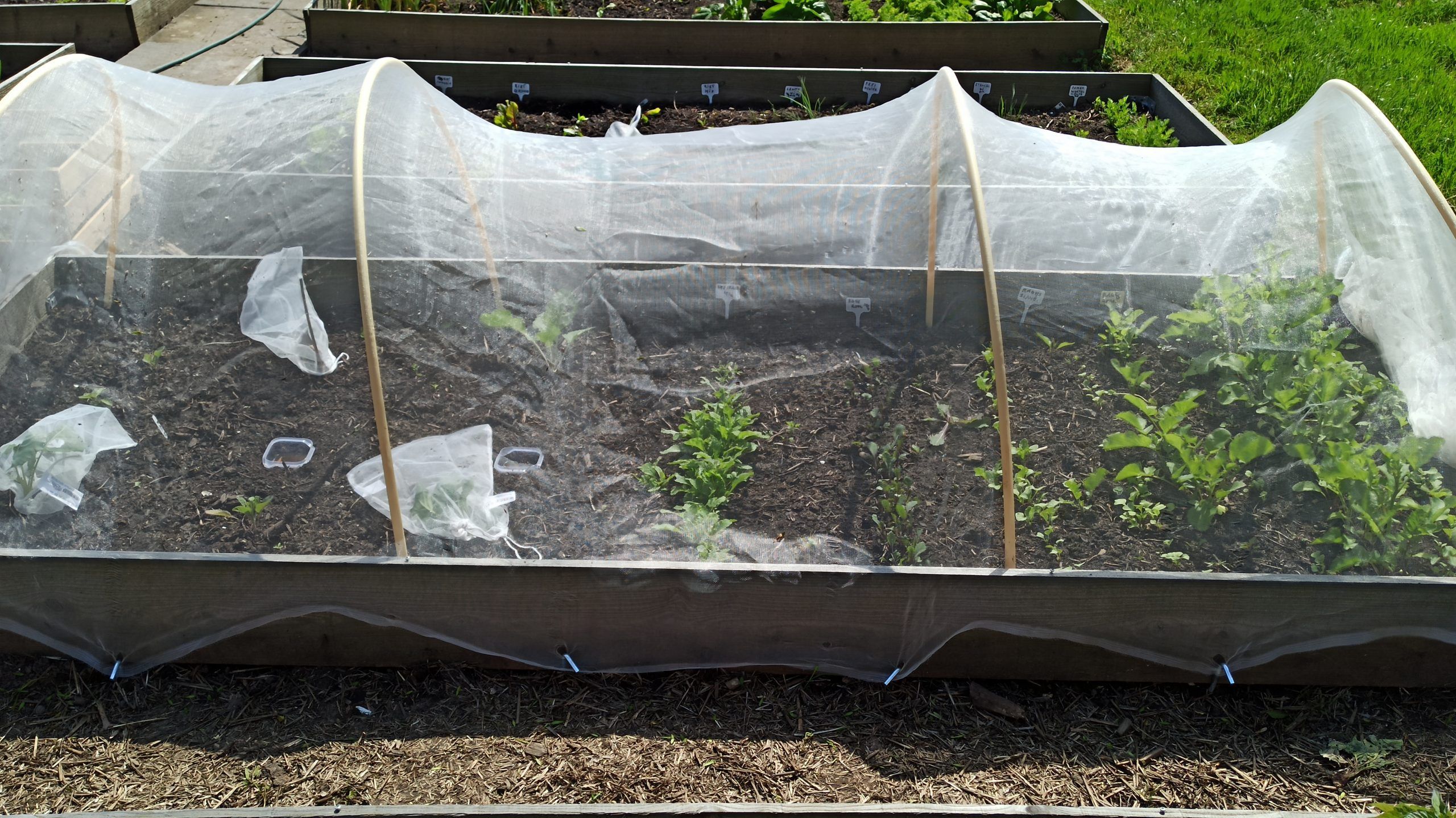 #Tuin1 - De groentenetjes van Lidl