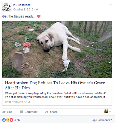 Facebook post about a dog refusing to leave the grave of his owner