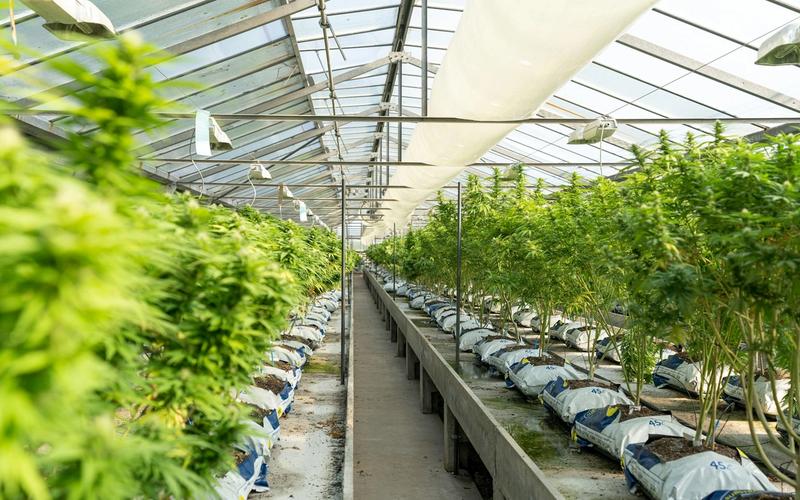 Cannabis Regulatory Campaign