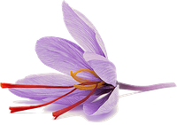 a close up of a saffron flower with red stamens