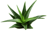 an aloe vera plant with water drops on the leaves