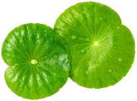 two green leaves with water drops on them on a black background