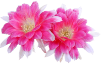 a close up of two pink flowers