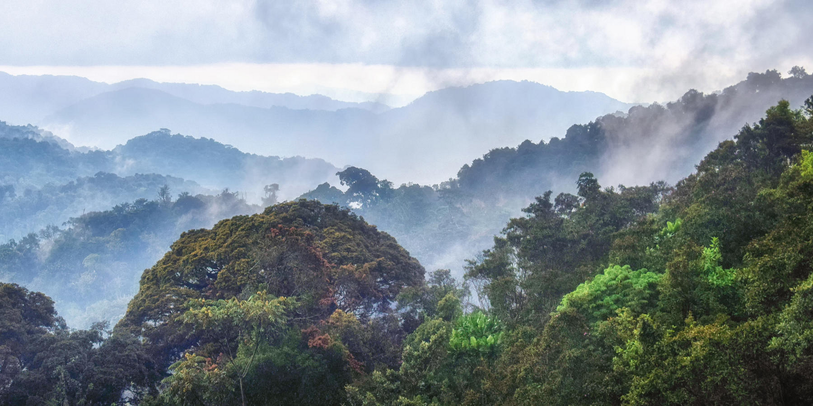 NYUNGWE FOREST NATIONAL PARK