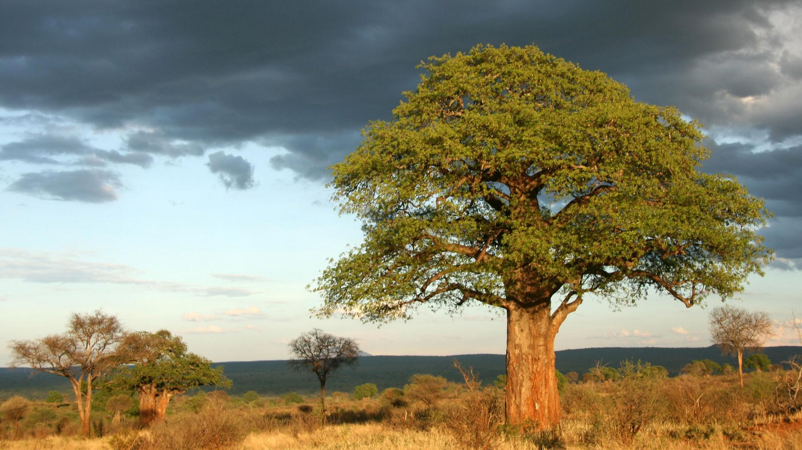 TARANGIRE NATIONAL PARK