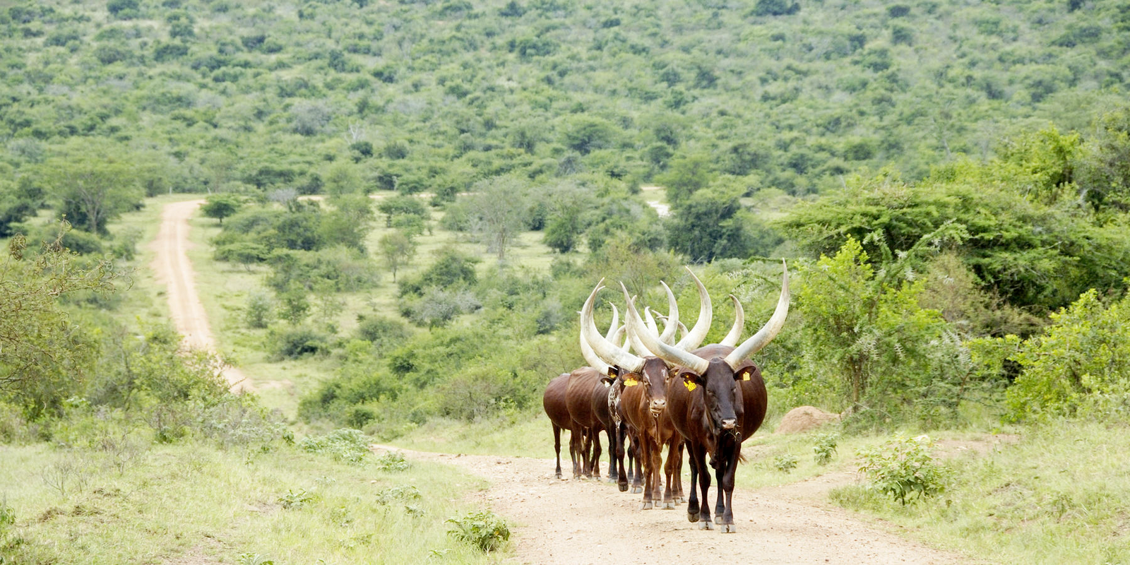 Lake Mburo National Park