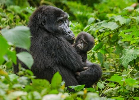 Uganda| Experience the Wild Wonders with 4 day Uganda safari