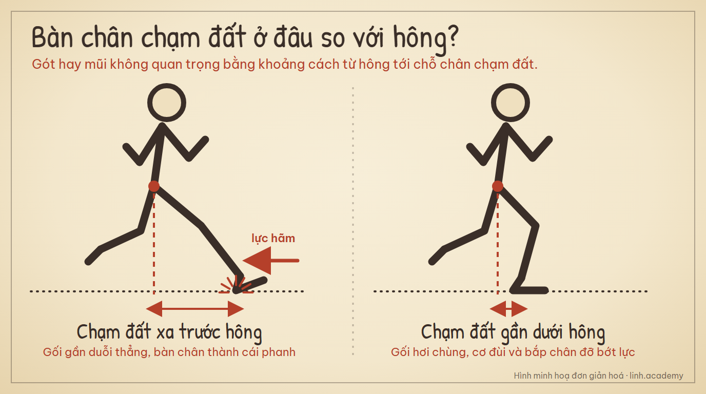 Hai dáng chạy: bàn chân chạm đất xa trước hông với gối duỗi thẳng, và chạm đất gần dưới hông với gối hơi chùng