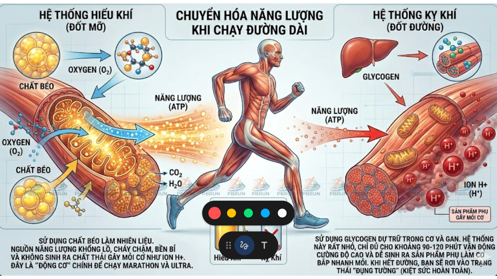 Phương pháp chạy bộ nhịp tim thấp MAF là tập trung phát triển hệ thống Hiếu khí