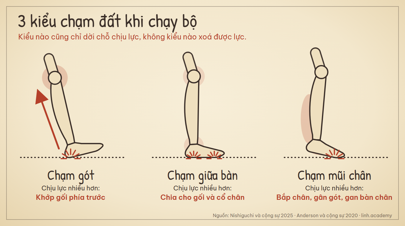 Ba kiểu chạm đất khi chạy bộ: chạm gót, chạm giữa bàn chân và chạm mũi chân, kèm chỗ chịu lực nhiều hơn của từng kiểu