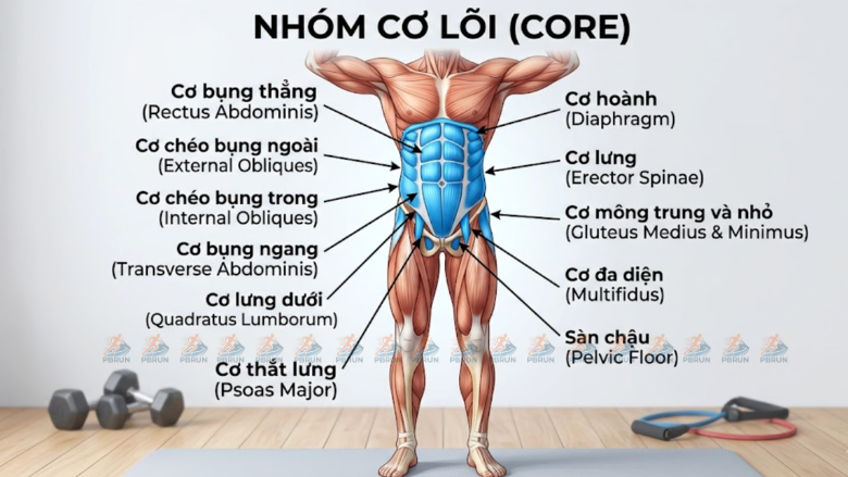 Nhóm cơ core rất quan trọng trong chạy bộ