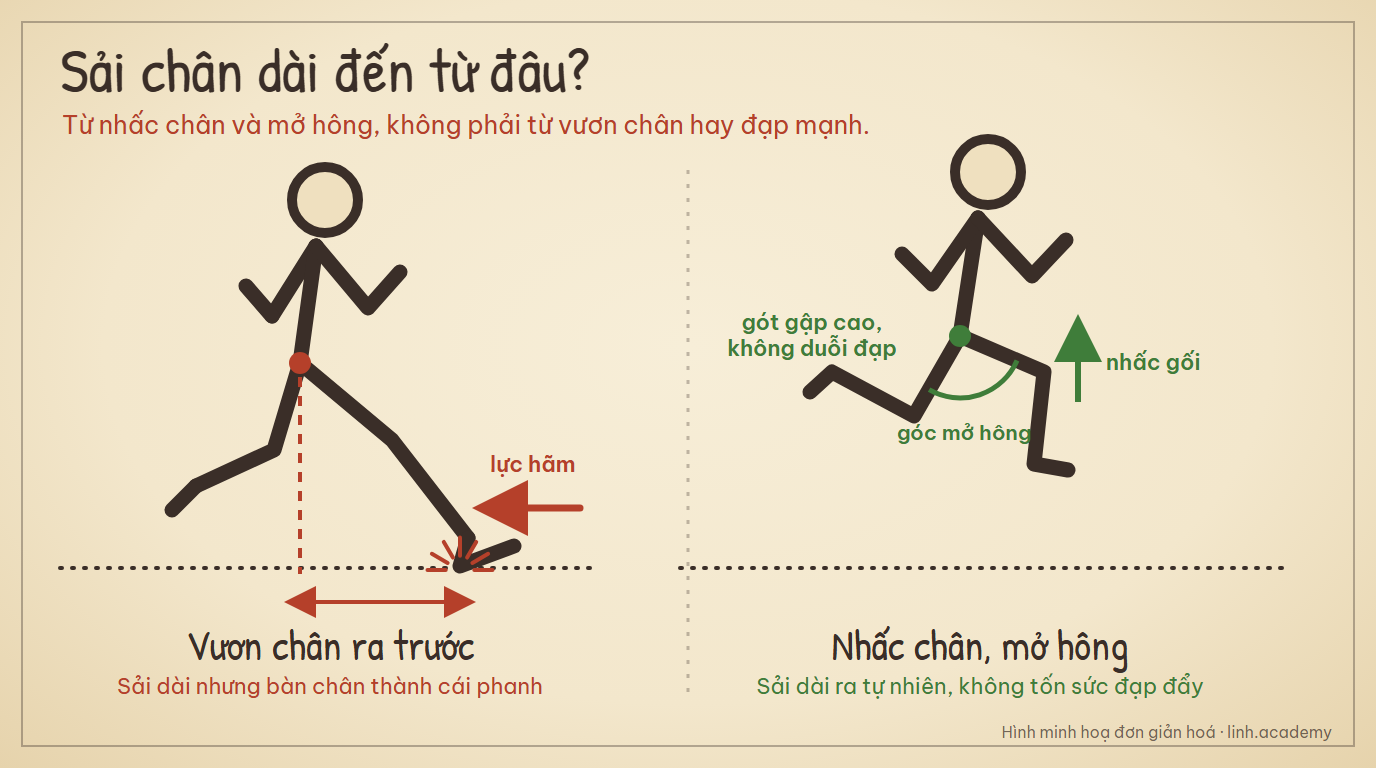Hai cách để sải chân dài: vươn chân ra trước thành cái phanh, và nhấc gối, gập gót cao, mở hông để sải chân dài ra tự nhiên
