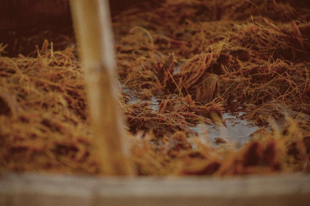 A pile of roasted hearts of espadín agave