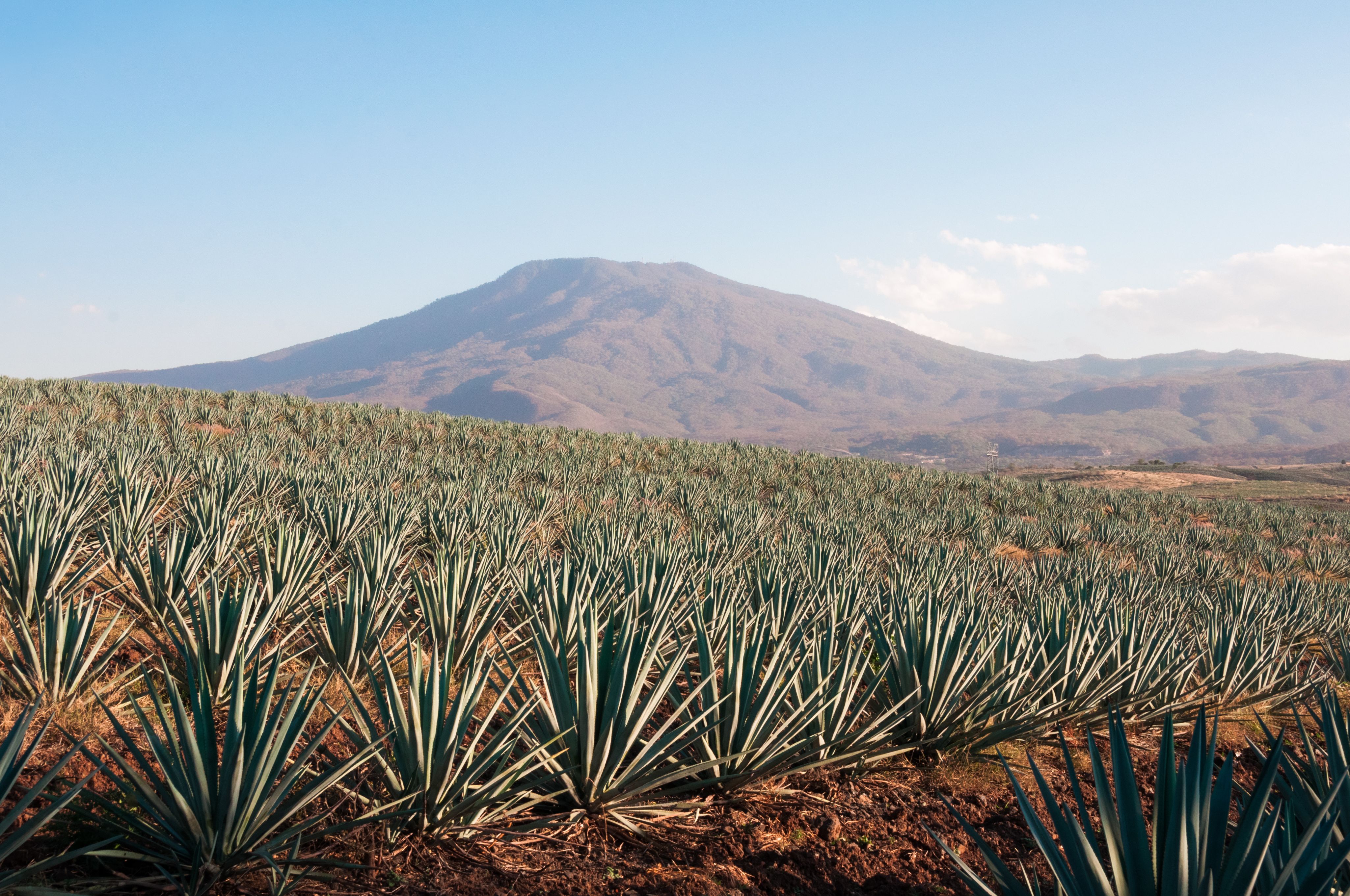 non-gmo mezcal