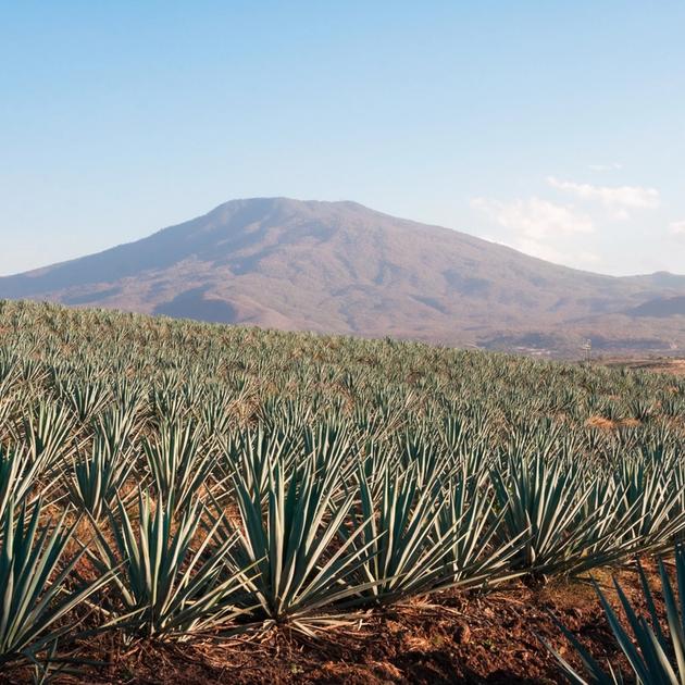 non-gmo mezcal