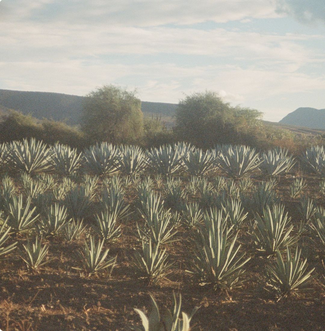 Rosaluna's agave field