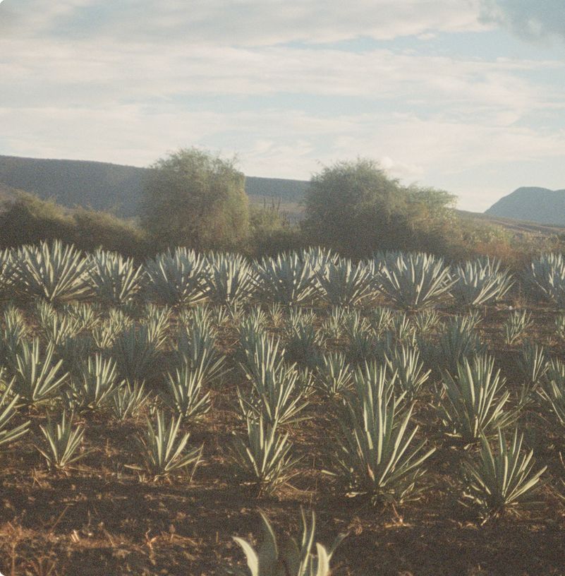 Rosaluna's agave field