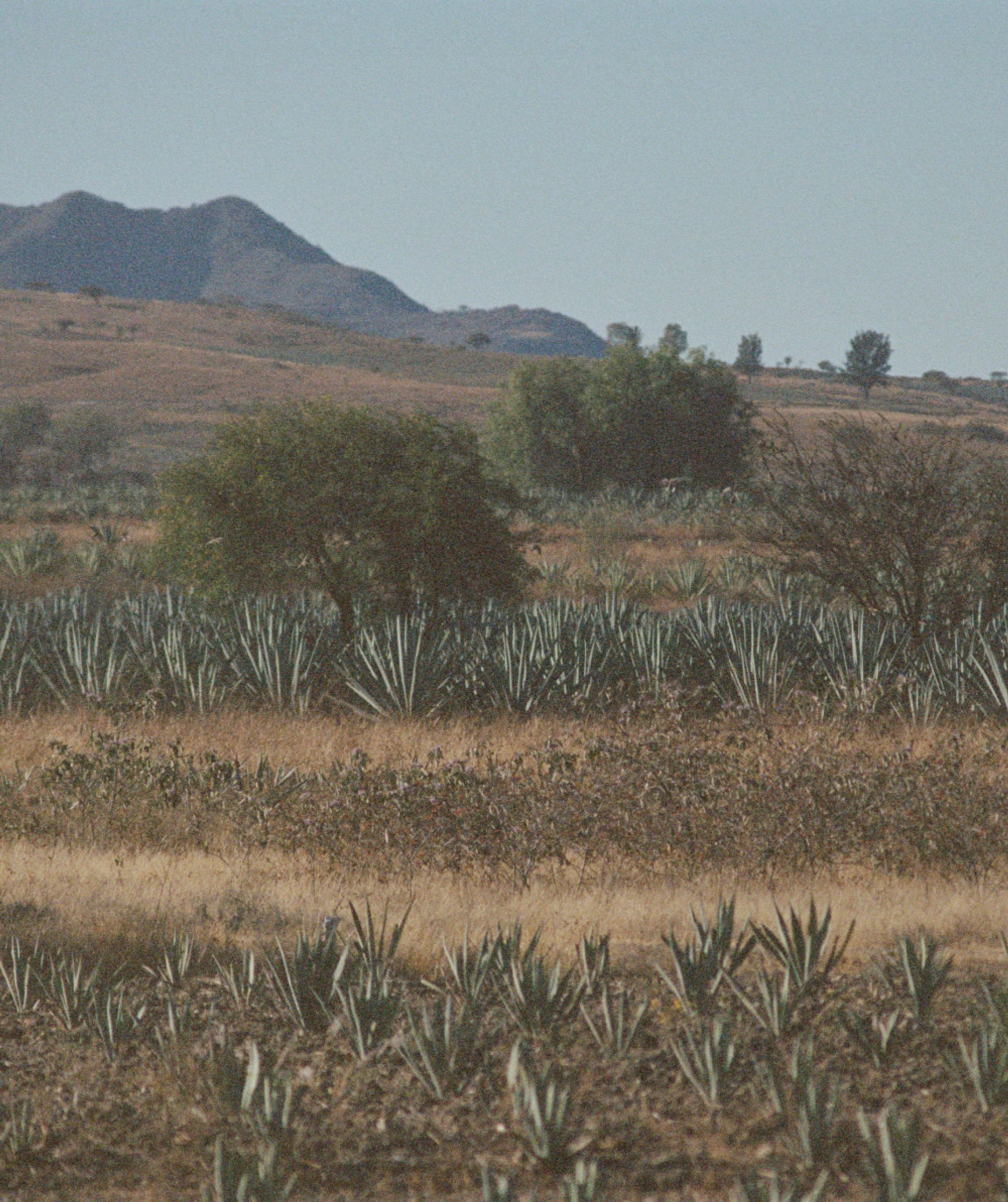 Santiago Matatlán landscape