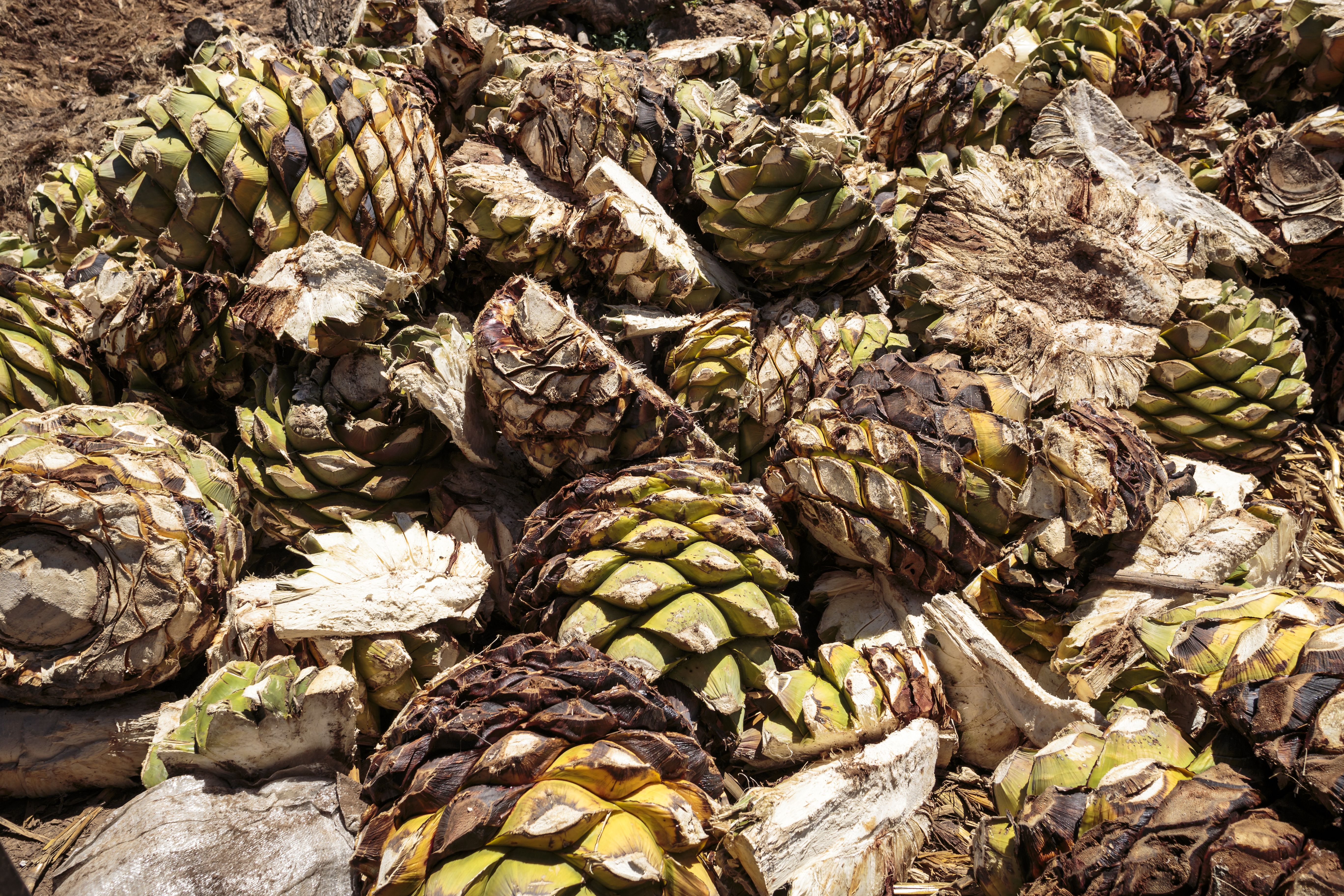 The Many Many Benefits Of Agave Mezcal Rosaluna Mezcal Is Magic   C41927260c61b1180af86c8ddf743a5b441497a9 5472x3648 