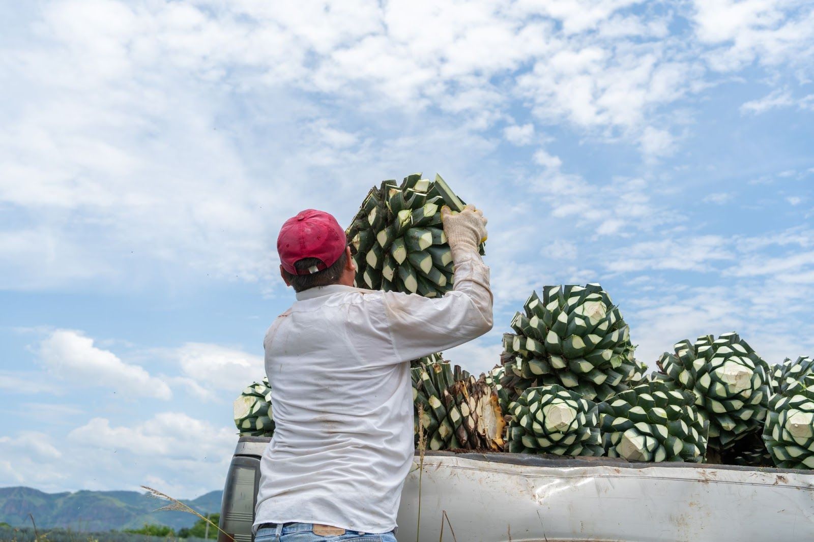 Sustainable Agave Spirits: How to Create Sustainable Liquor