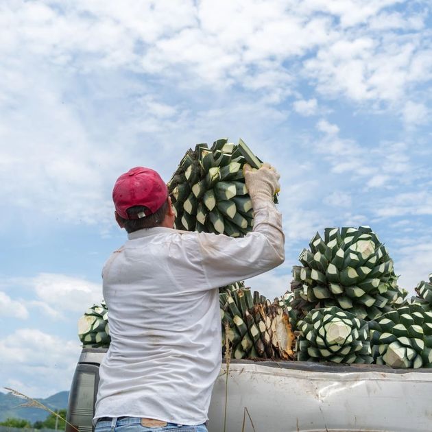 Sustainable Agave Spirits: How to Create Sustainable Liquor
