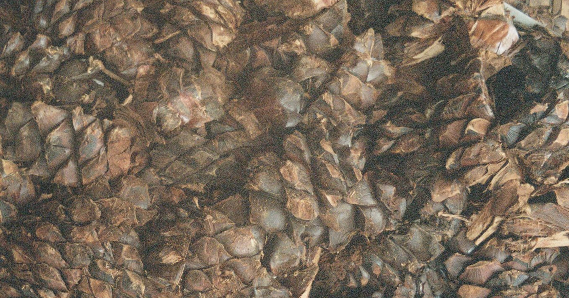 What Are Agave Piñas? | Mezcal Rosaluna: Mezcal is Magic