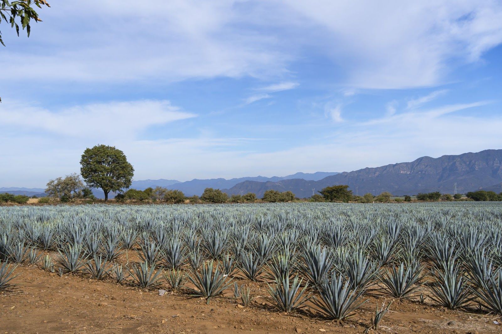 Types of Agave—How Many Are There?