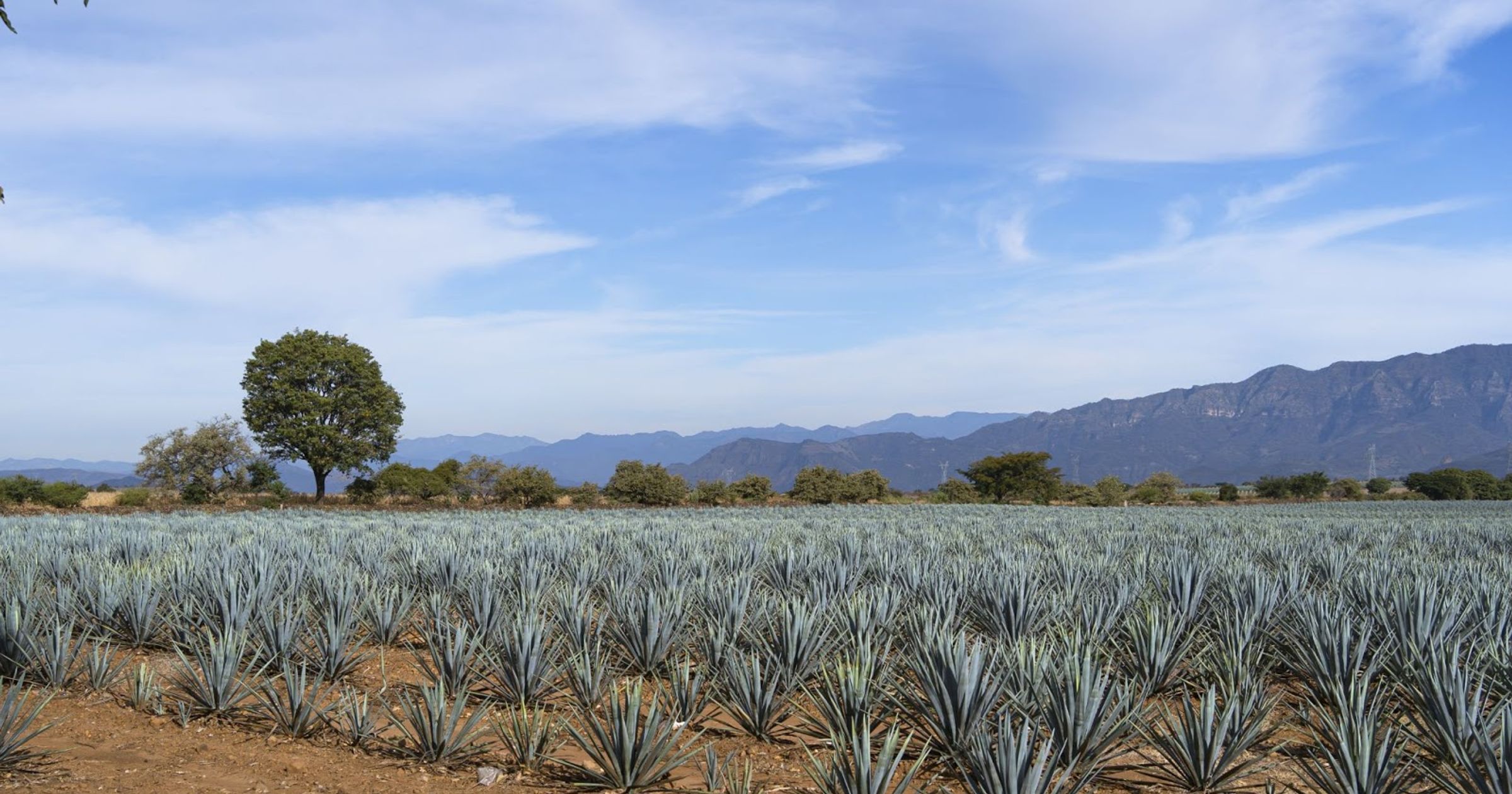how many types of agave are there