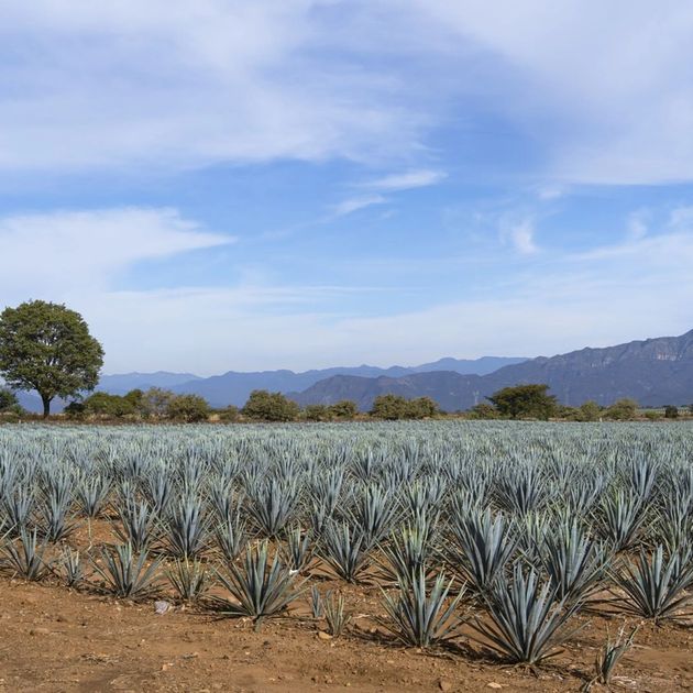 Types of Agave—How Many Are There?