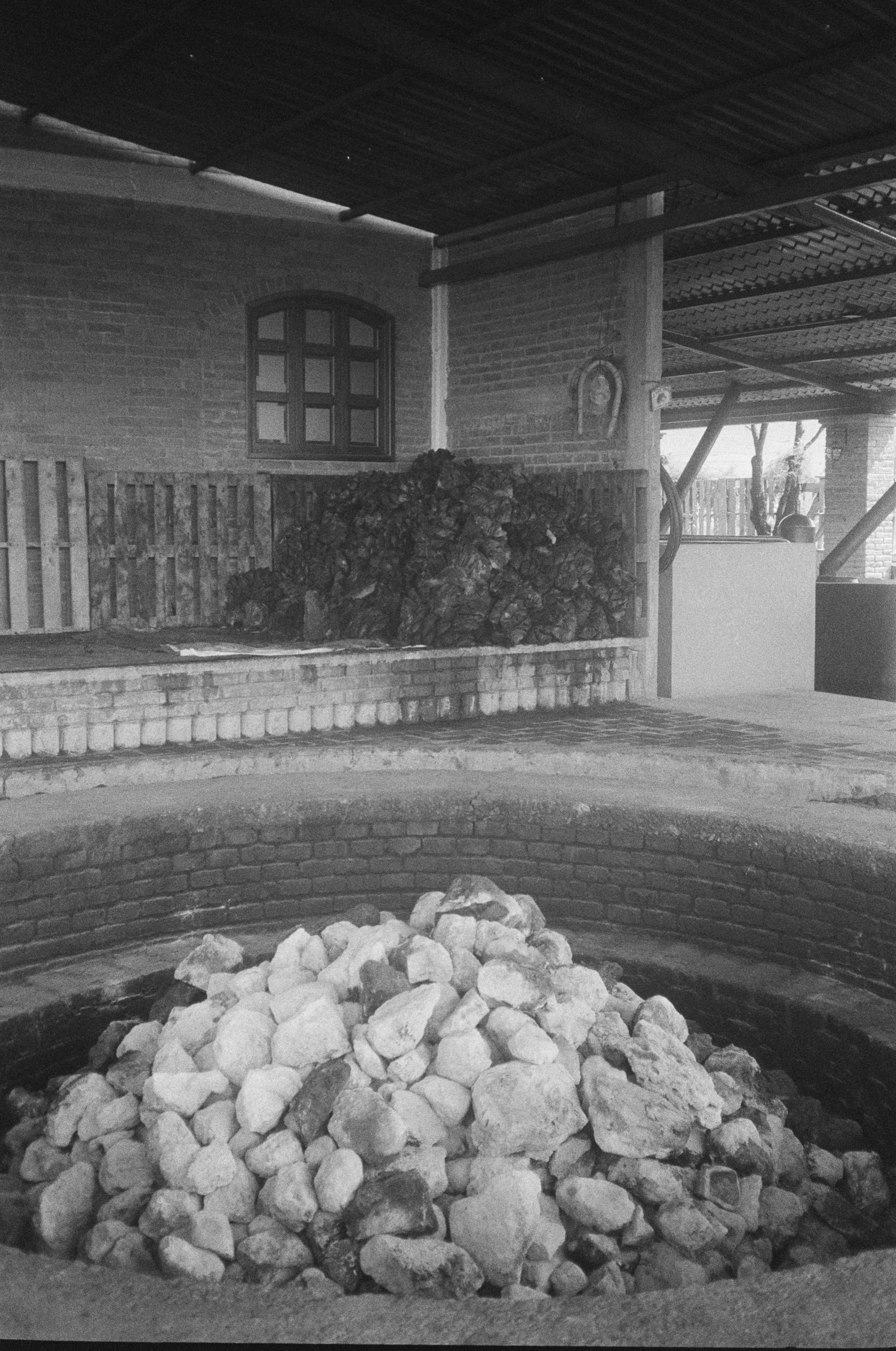 Photo of a Weber Blue Agave