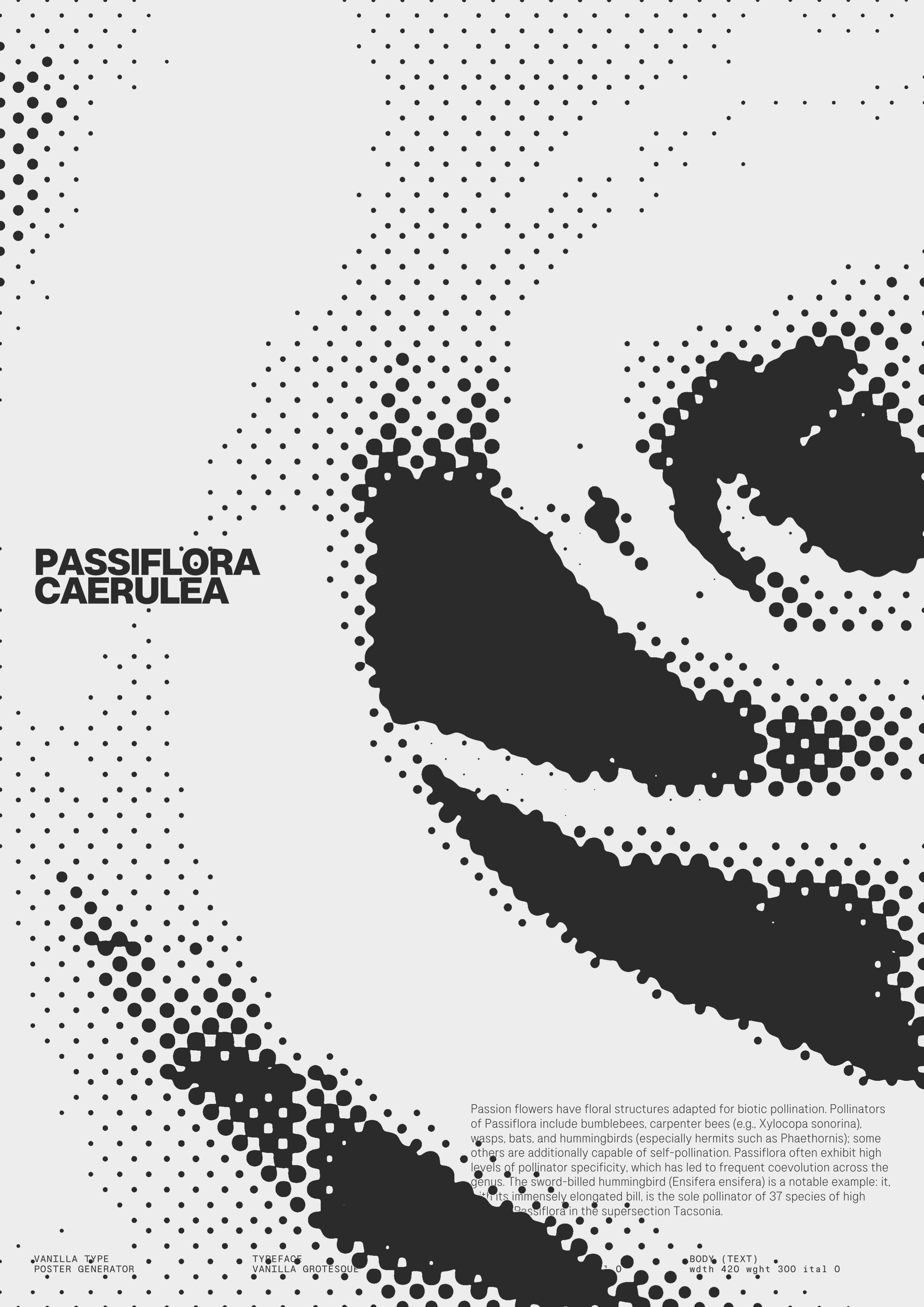 Cropped flower with “Vanilla Grotesque” text.. Copyright Cotton Design, Talia Cotton