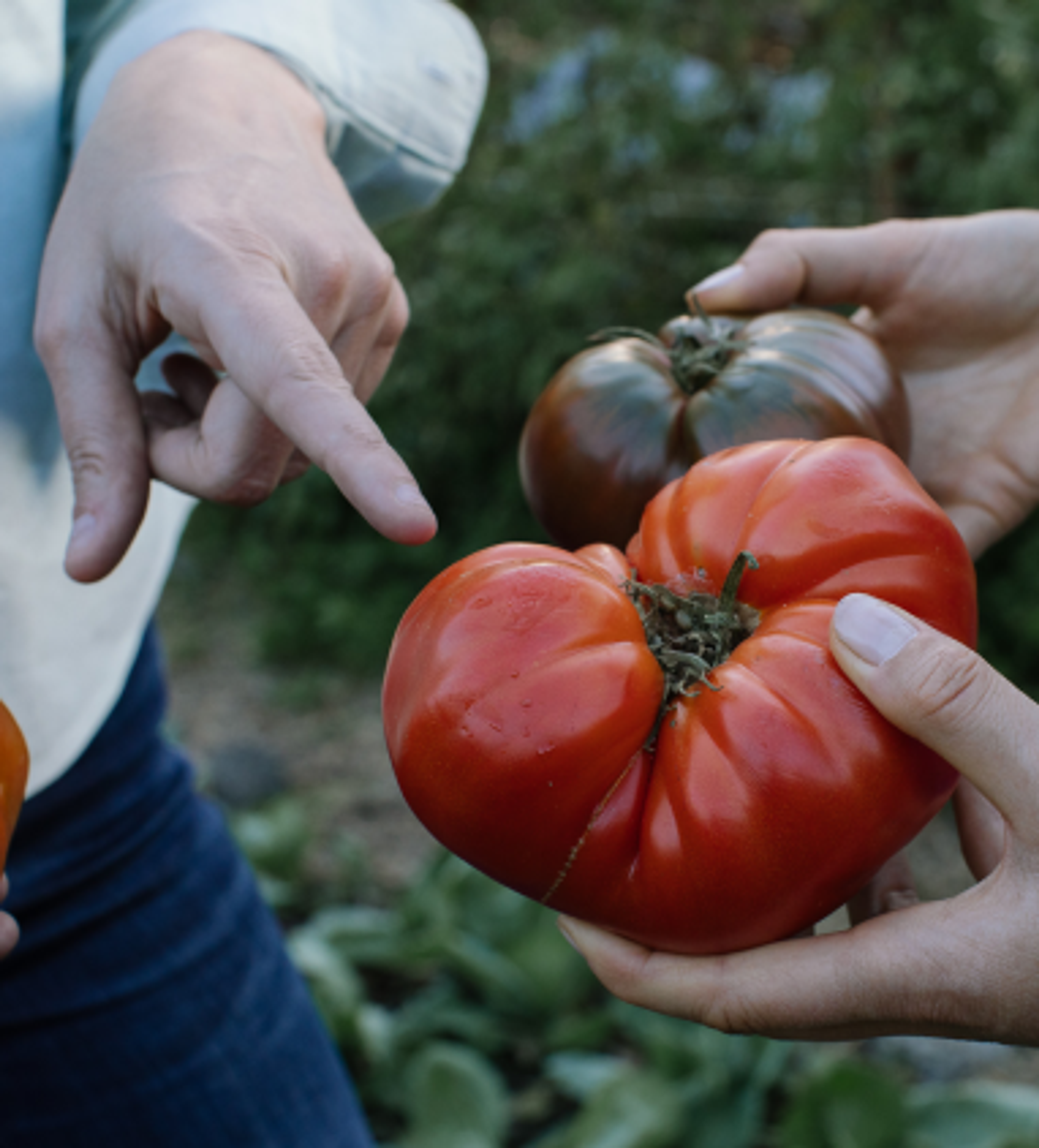 Finger pointing at tomatoes. Copyright Cotton Design, Talia Cotton