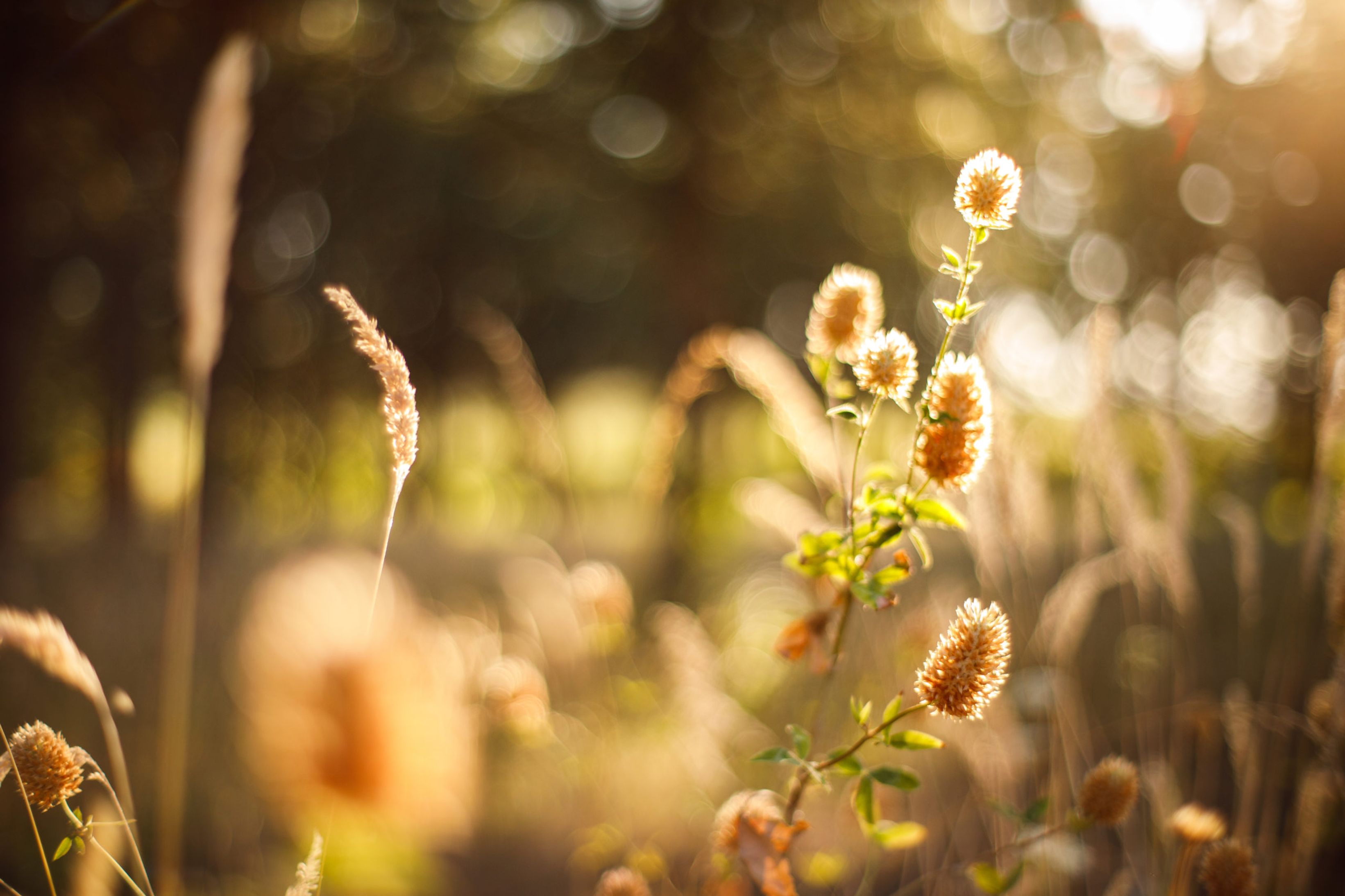 Field of Herbs