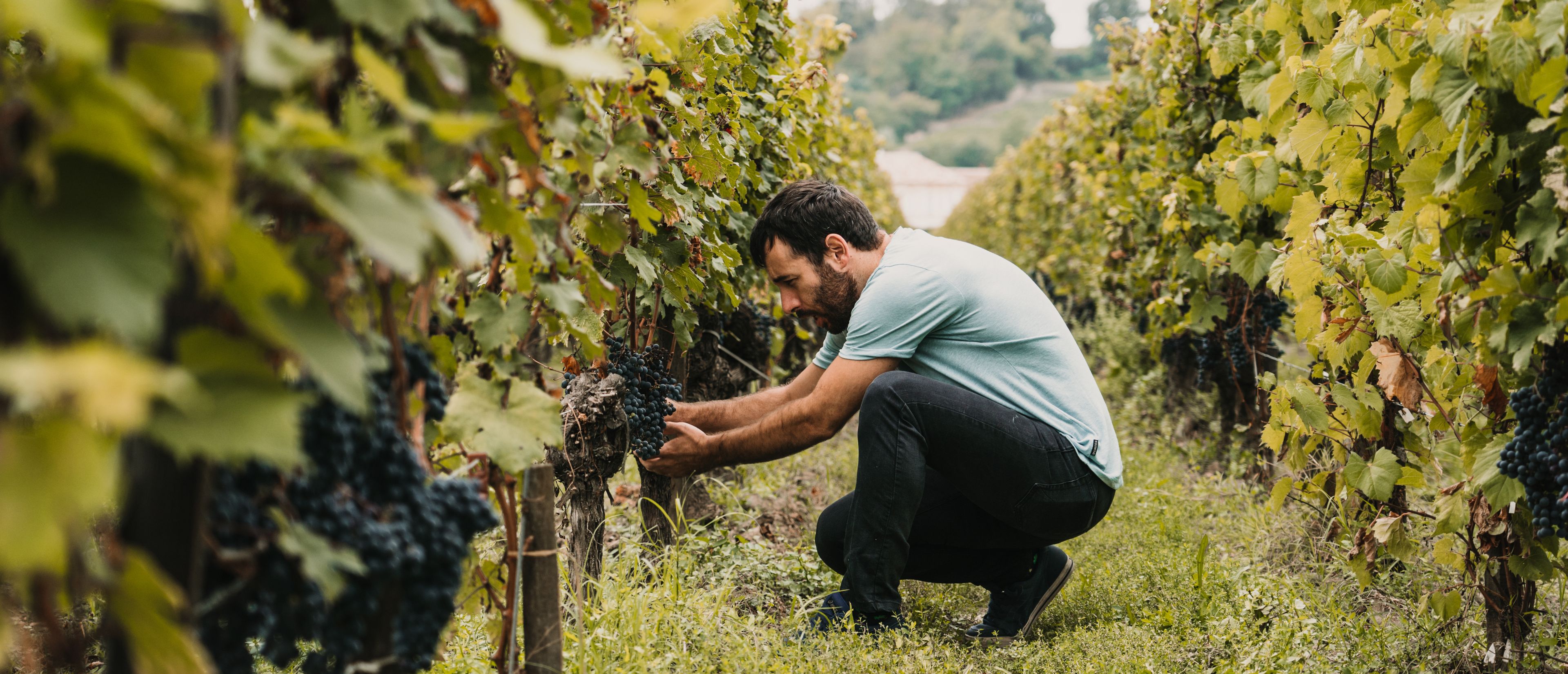 quality check grapes