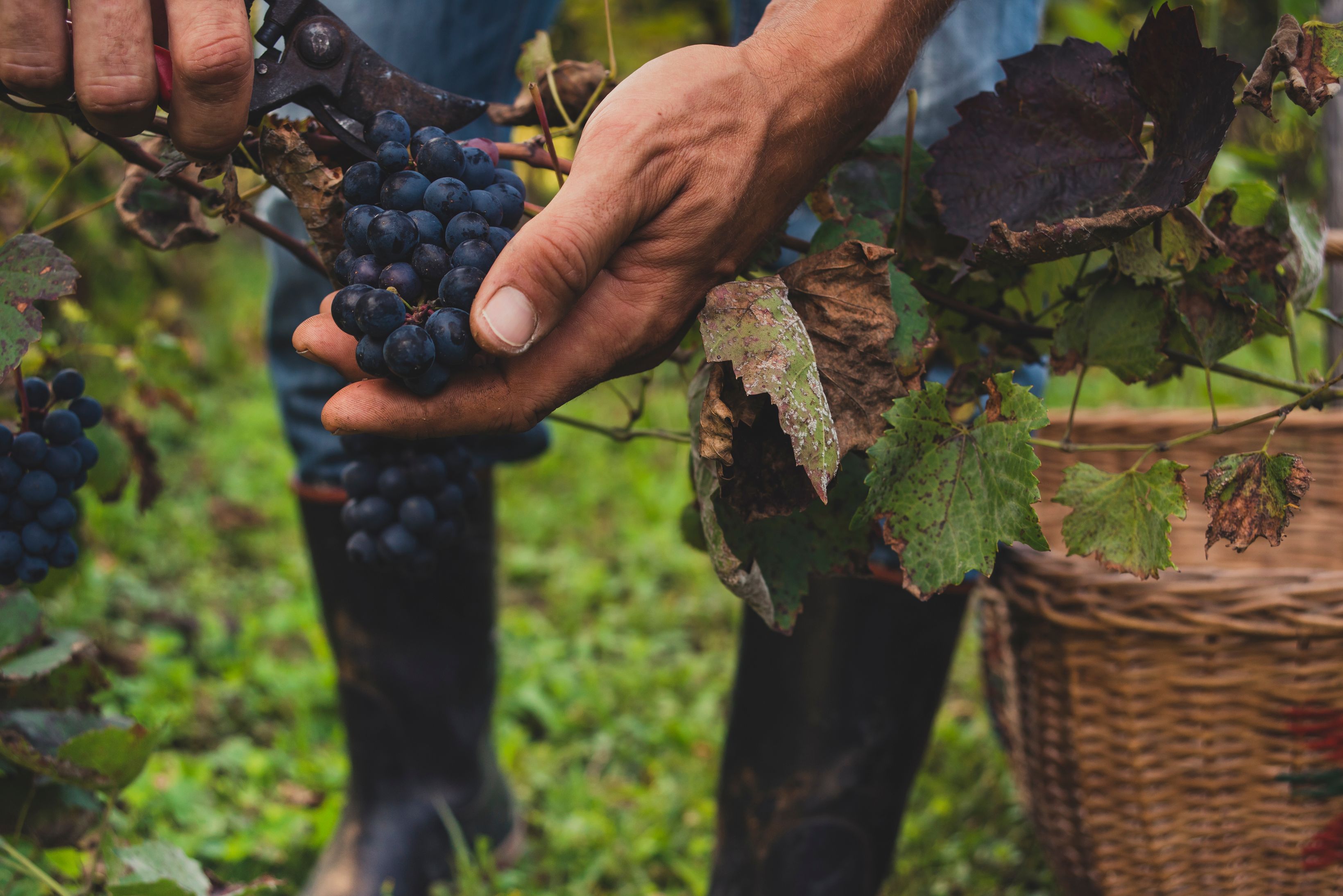Grape Harvesting