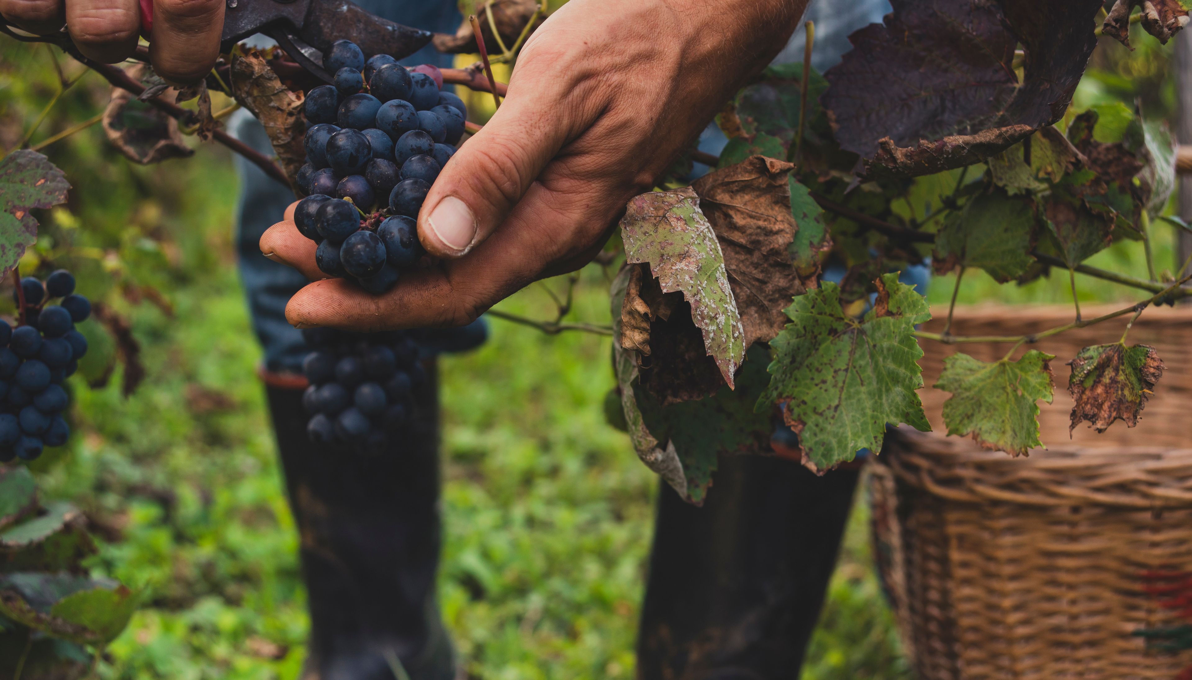 Grape Harvesting