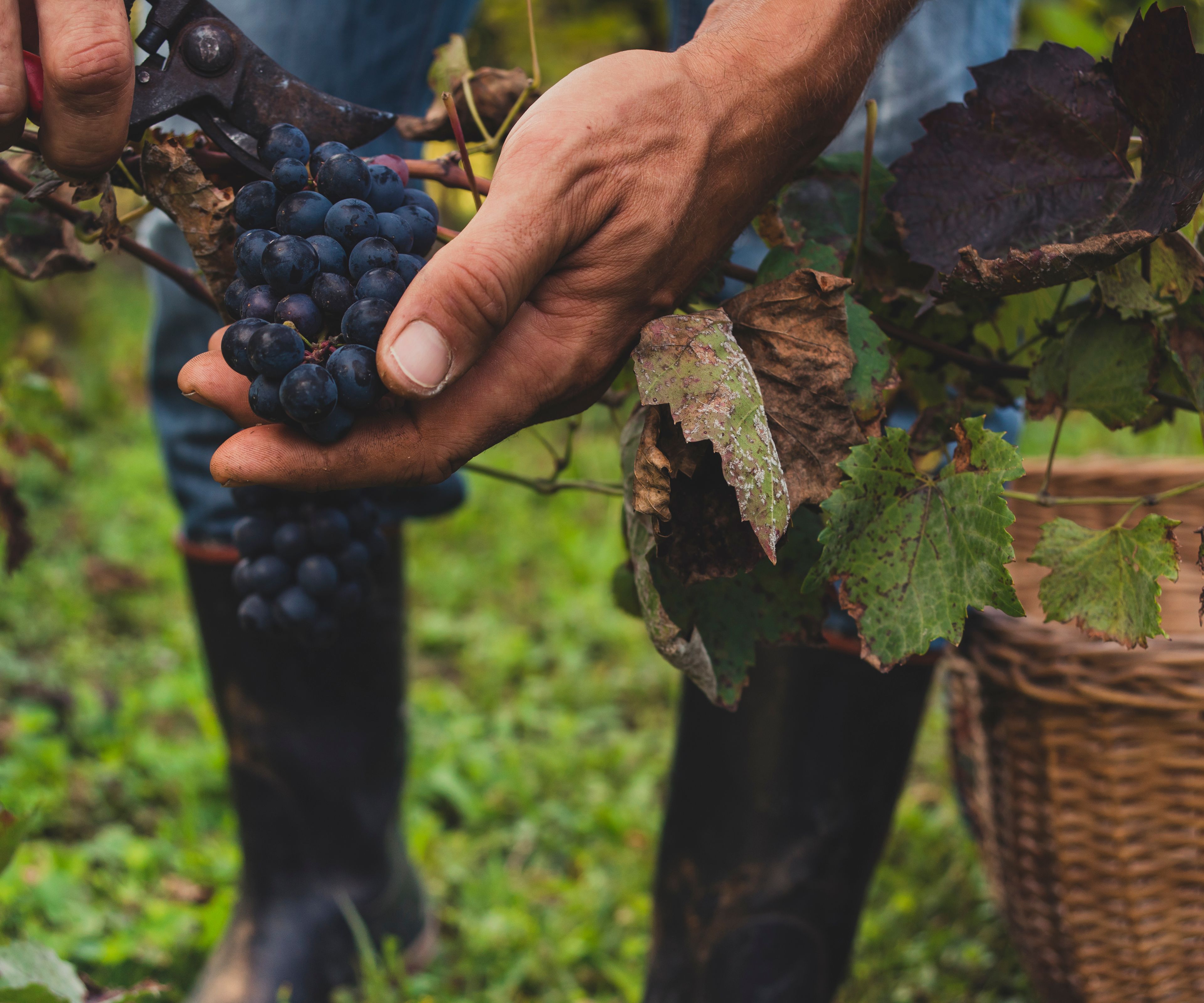 Grape Harvesting