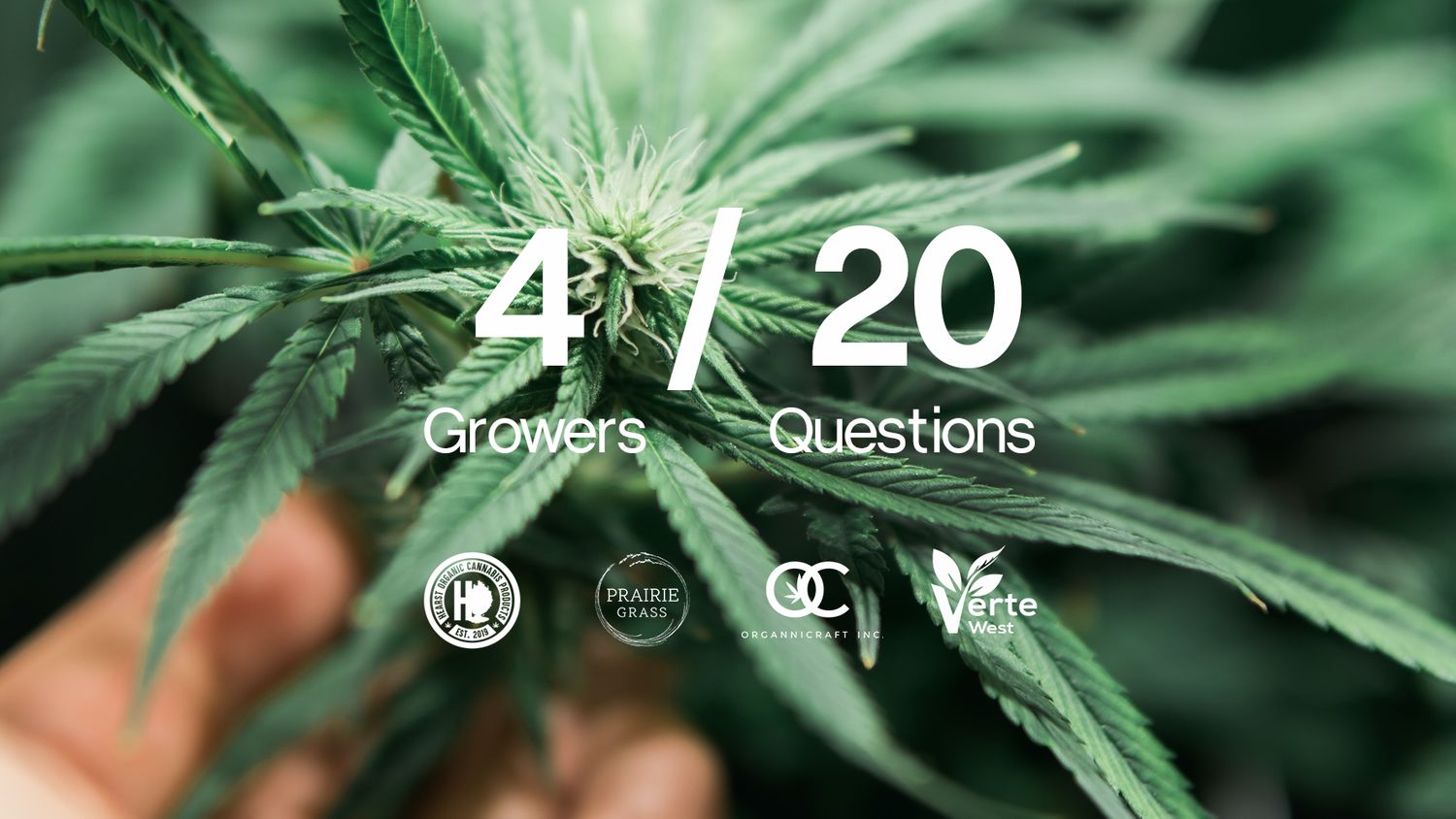 4 in 20: Meet 4 Shelter Craft Collective Growers in 20 questions