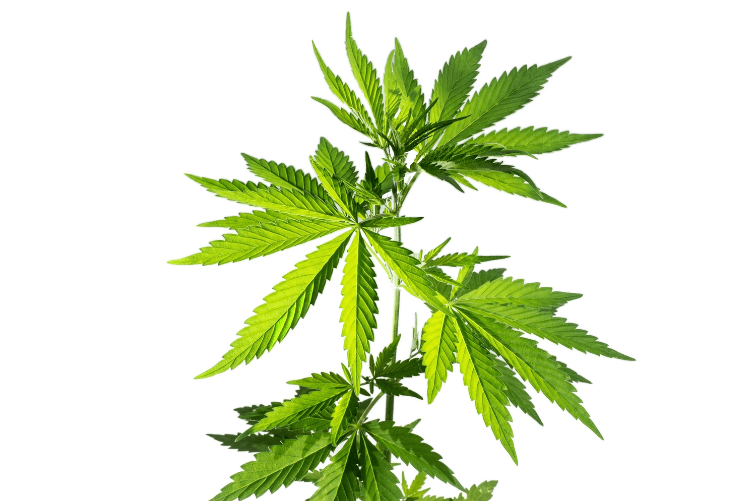 Understanding Cannabis Series: Origins