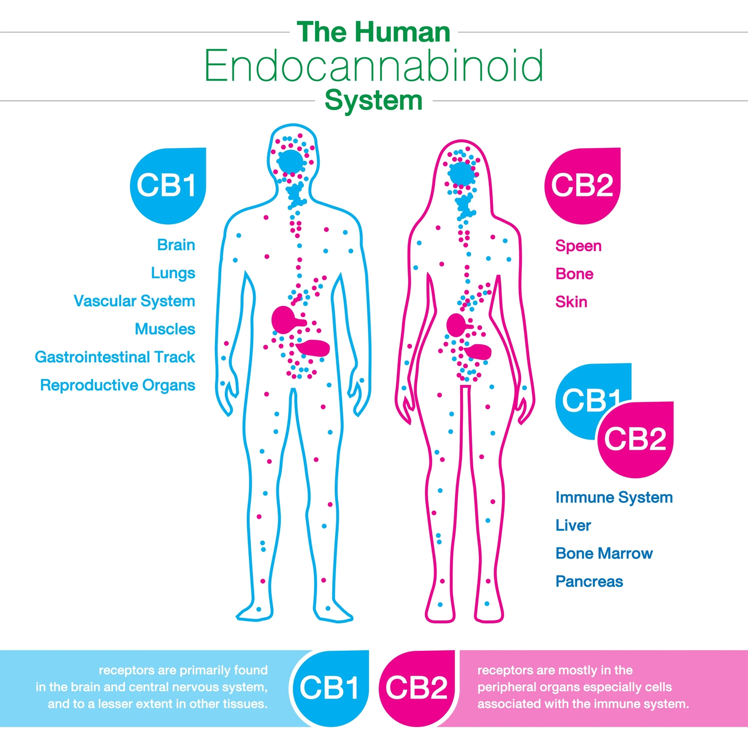 Understanding Cannabis Series: The Endocannabinoid System