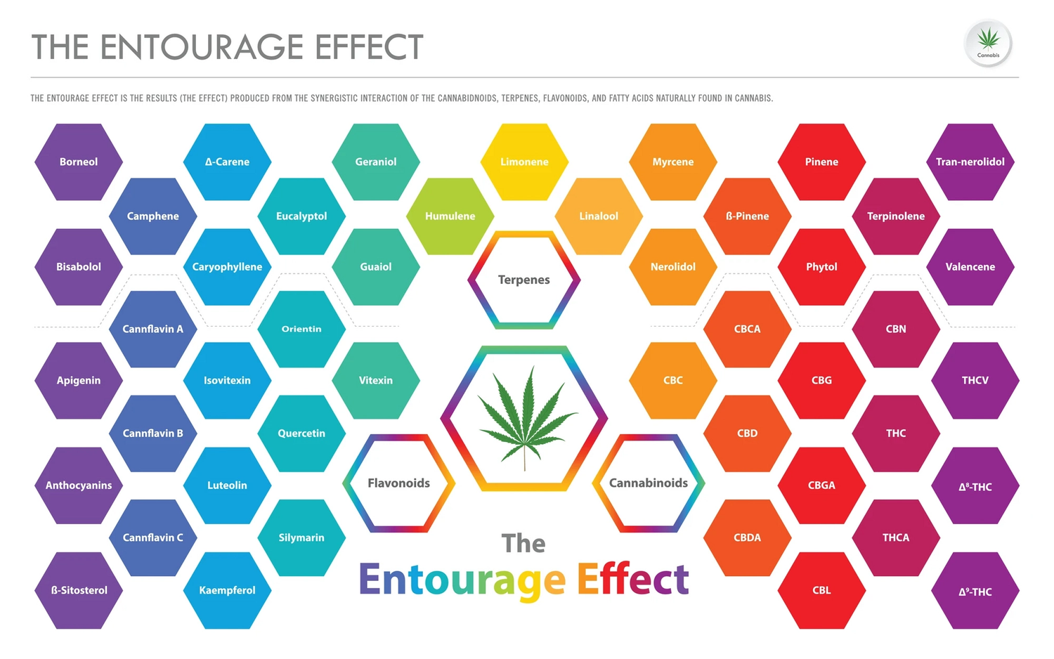 The Entourage Effect; How Does It Work?