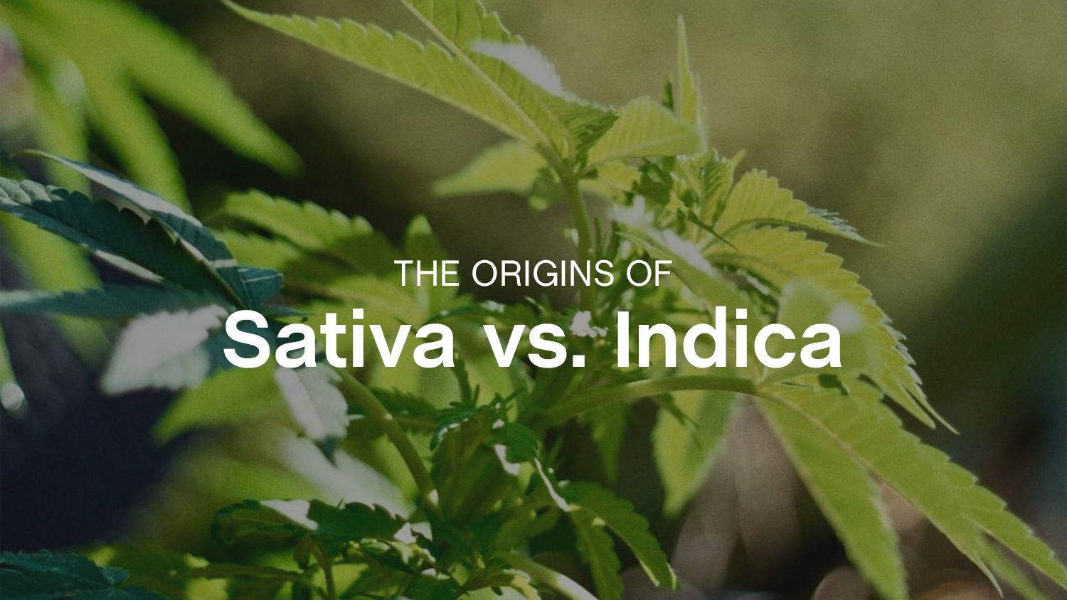 Getting to the Root of 'Sativa vs. Indica'