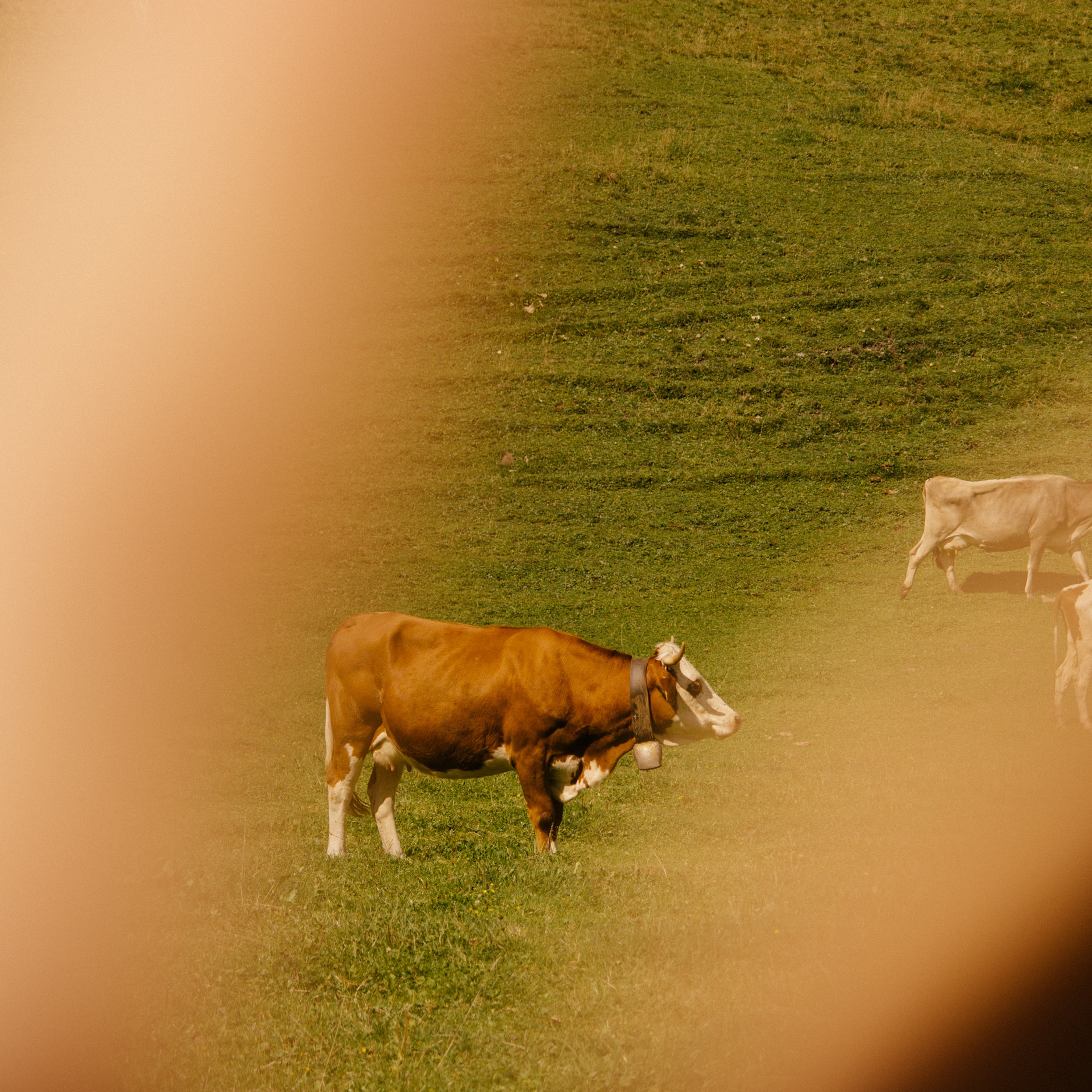 Rote_Wand_Summer_2022_by_Robert_Rieger (62).JPG