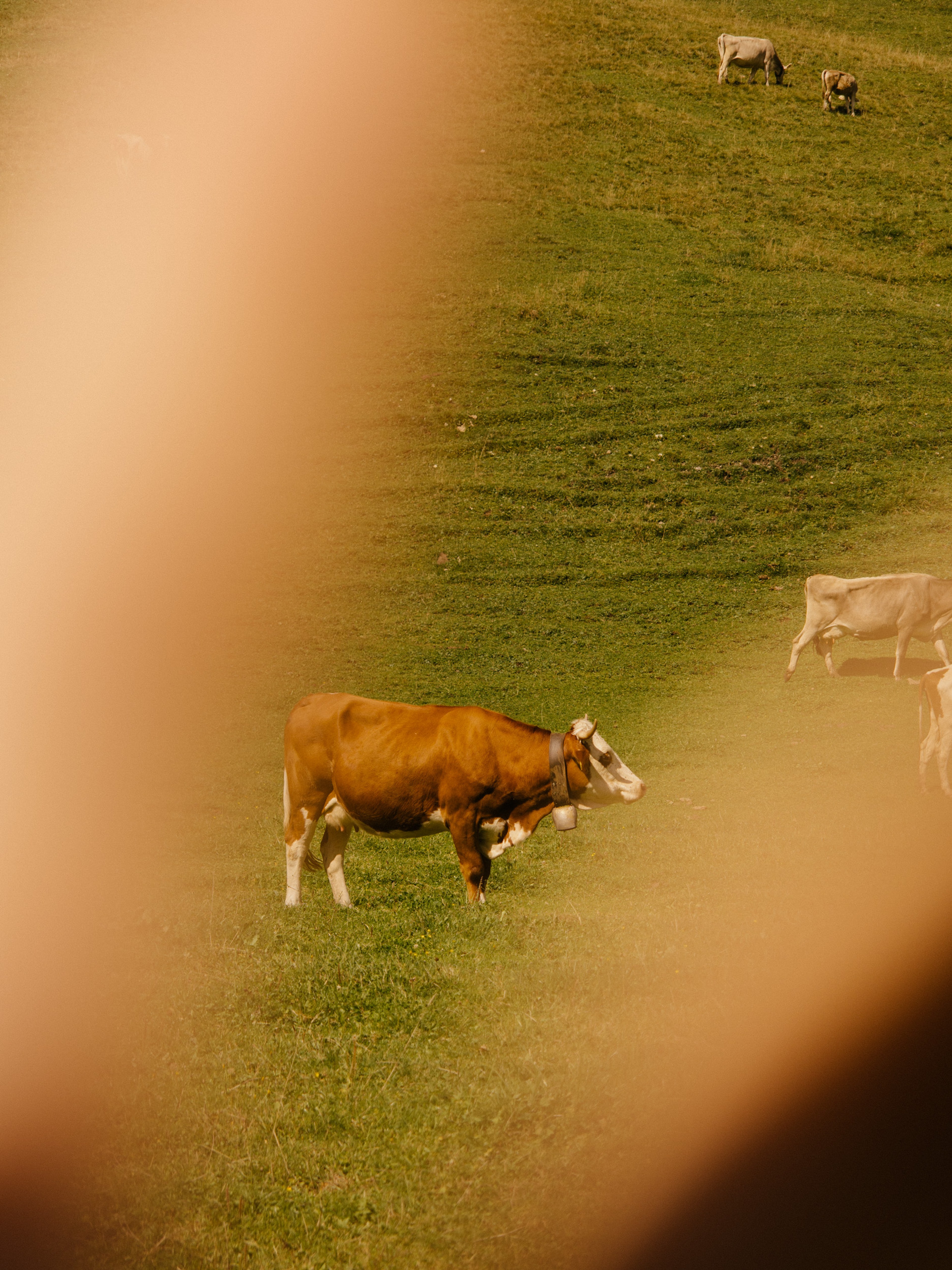 Rote_Wand_Summer_2022_by_Robert_Rieger (62).JPG