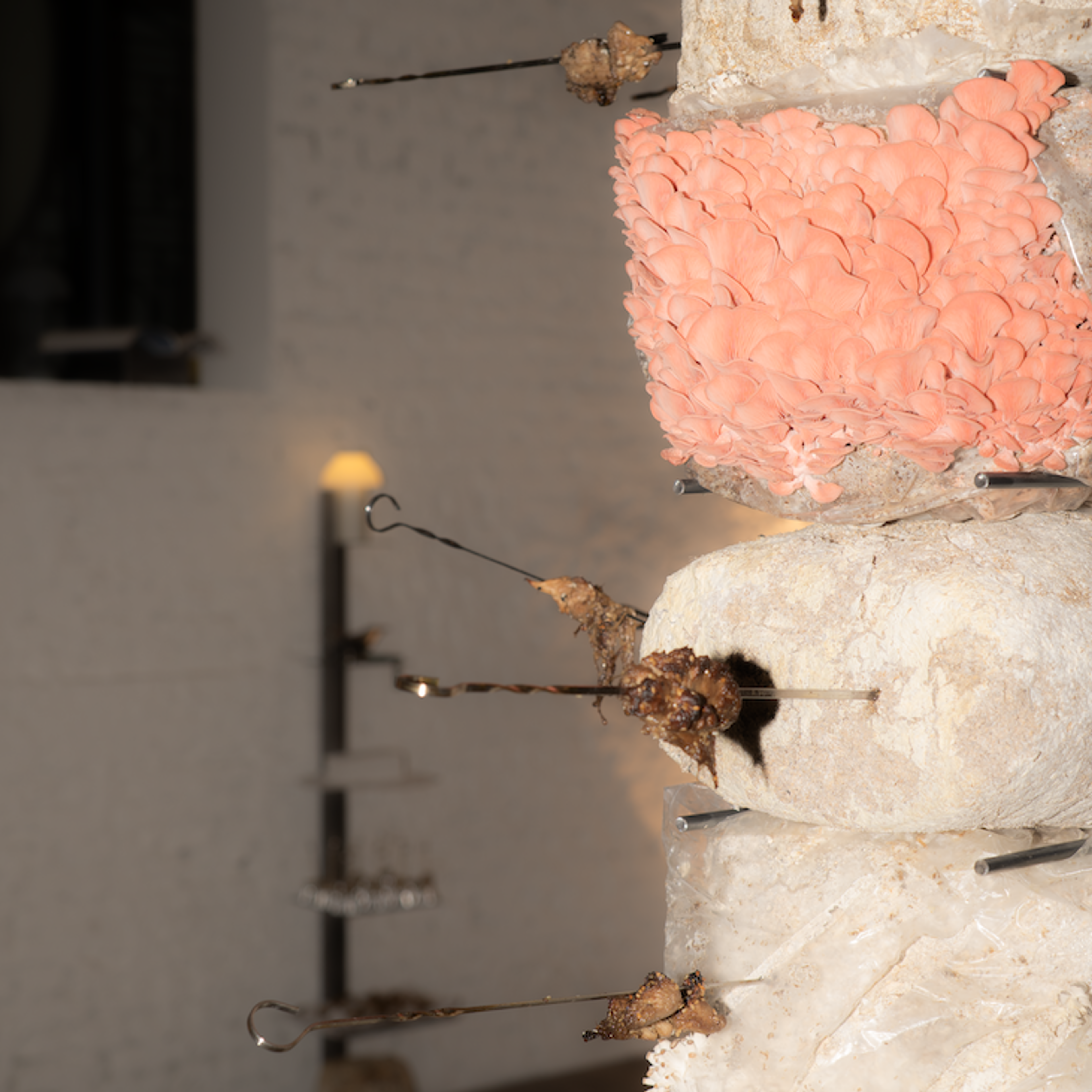 FERUS Event Fungi Affair Mushrooms Installation