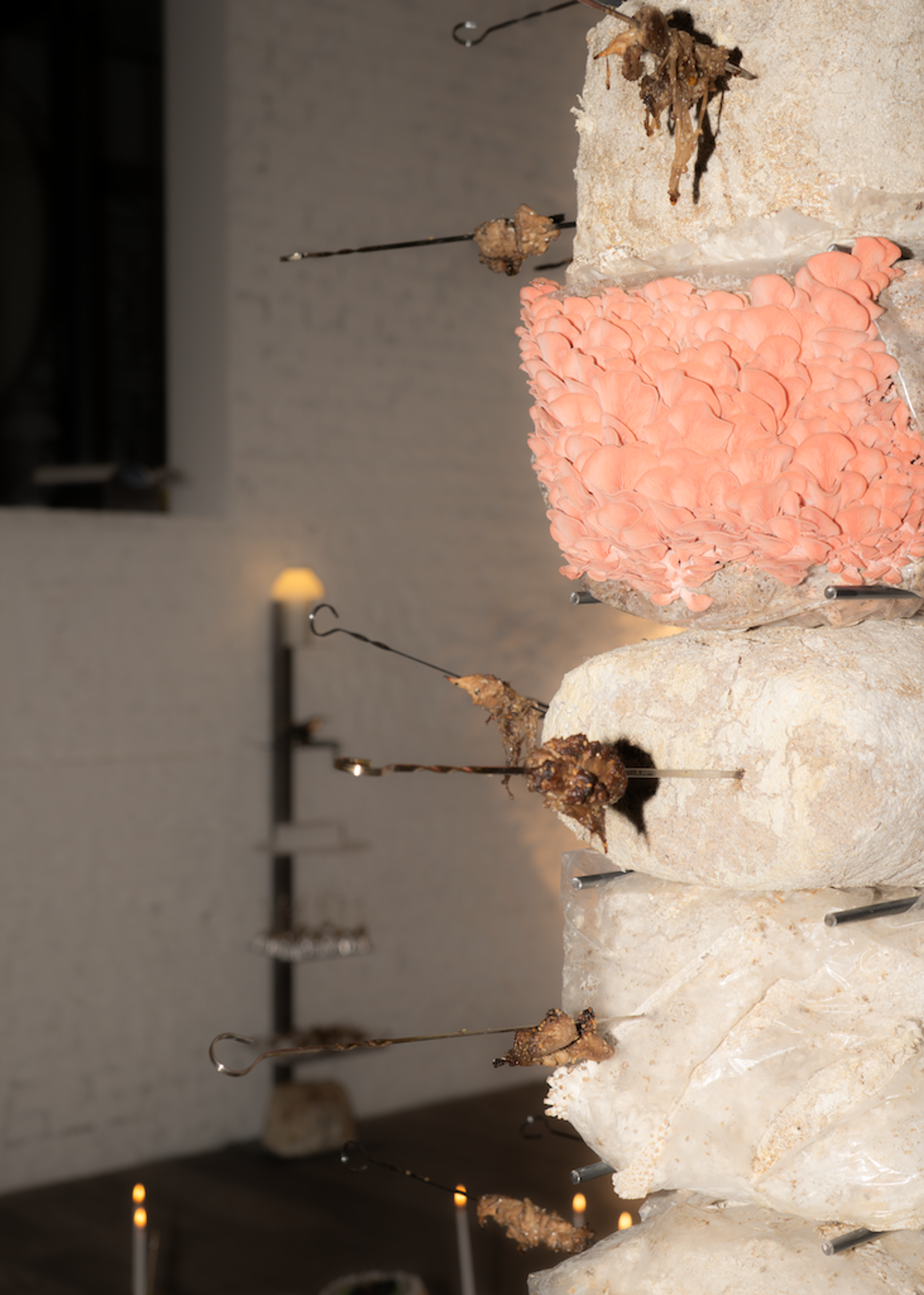 FERUS Event Fungi Affair Mushrooms Installation