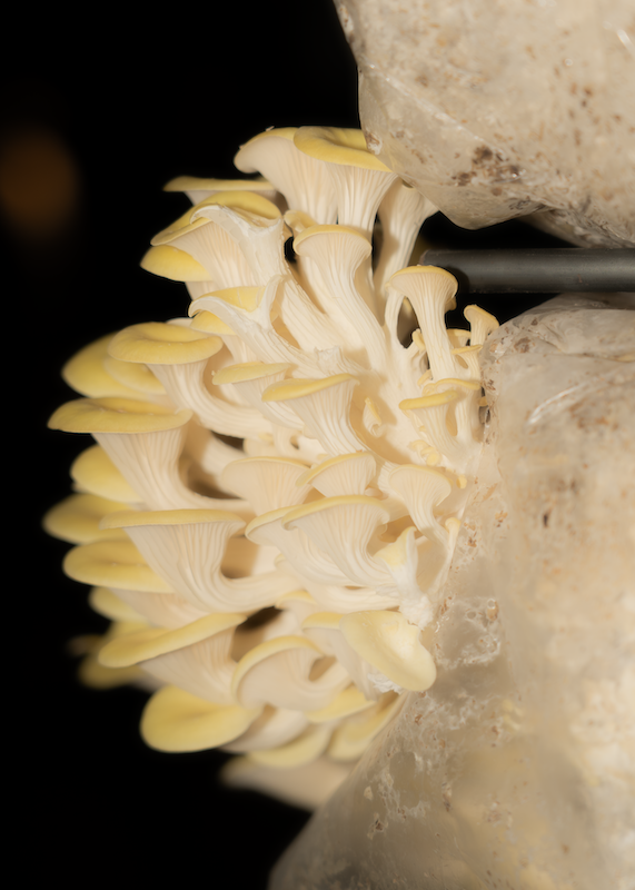 FERUS Event Organiser