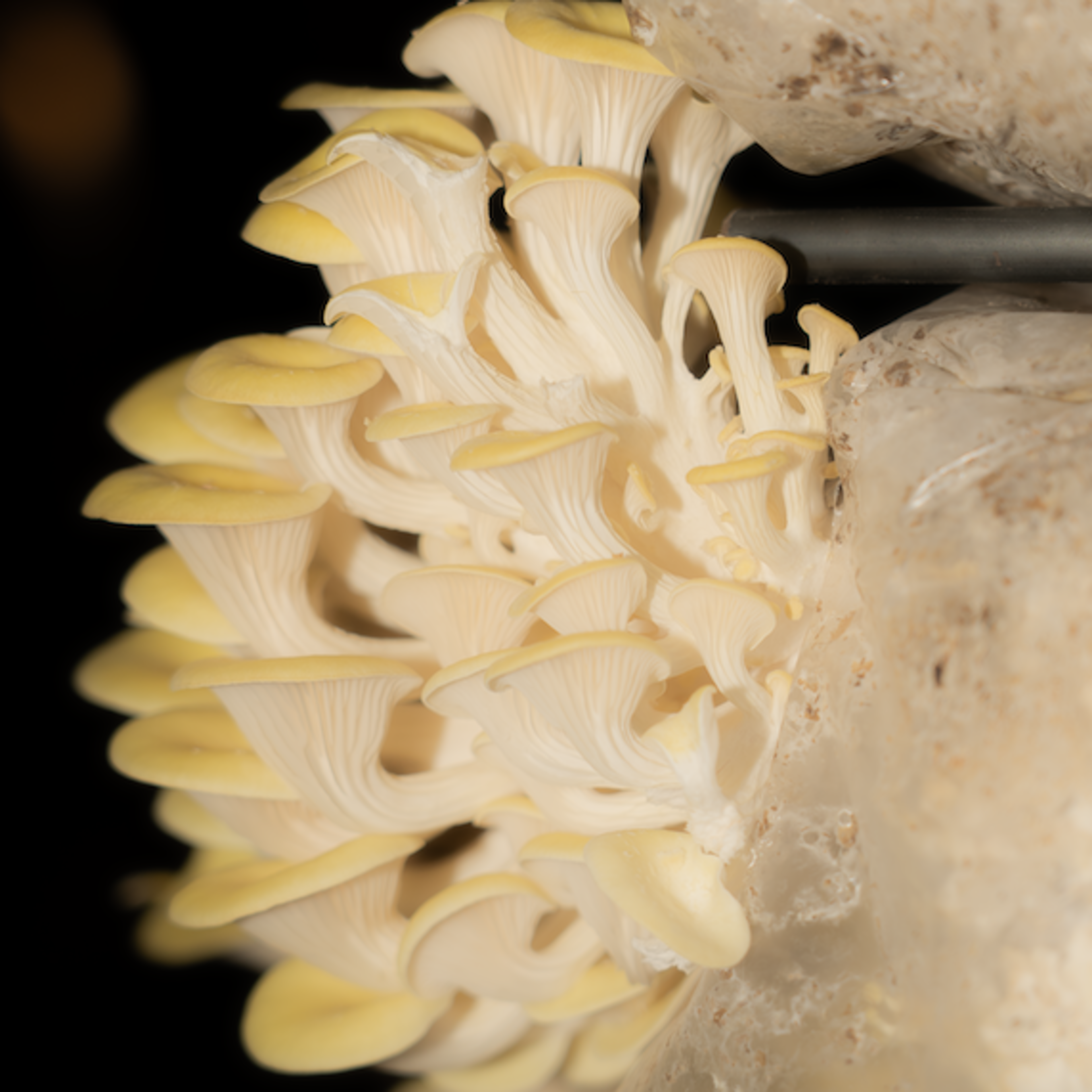 FERUS Event Organiser